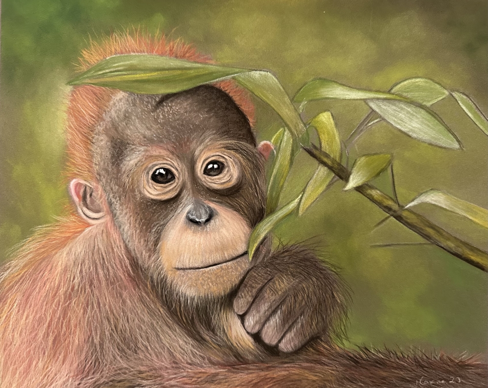 Orang u tang