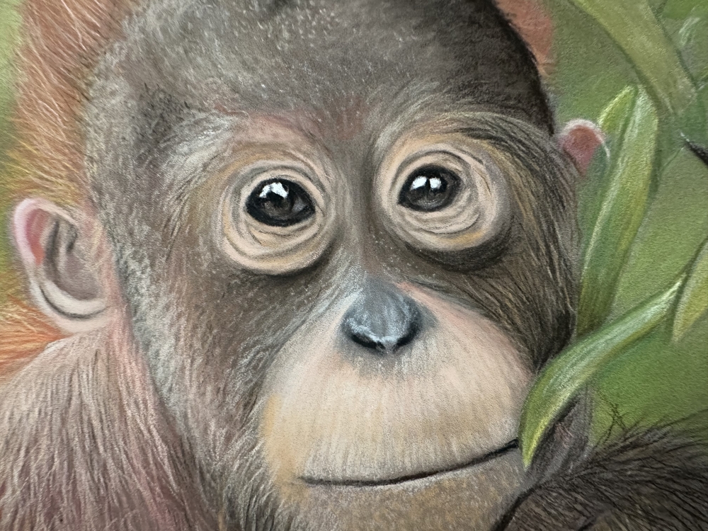 Orang u tang