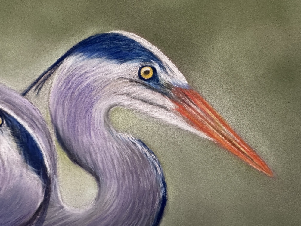 Herons
