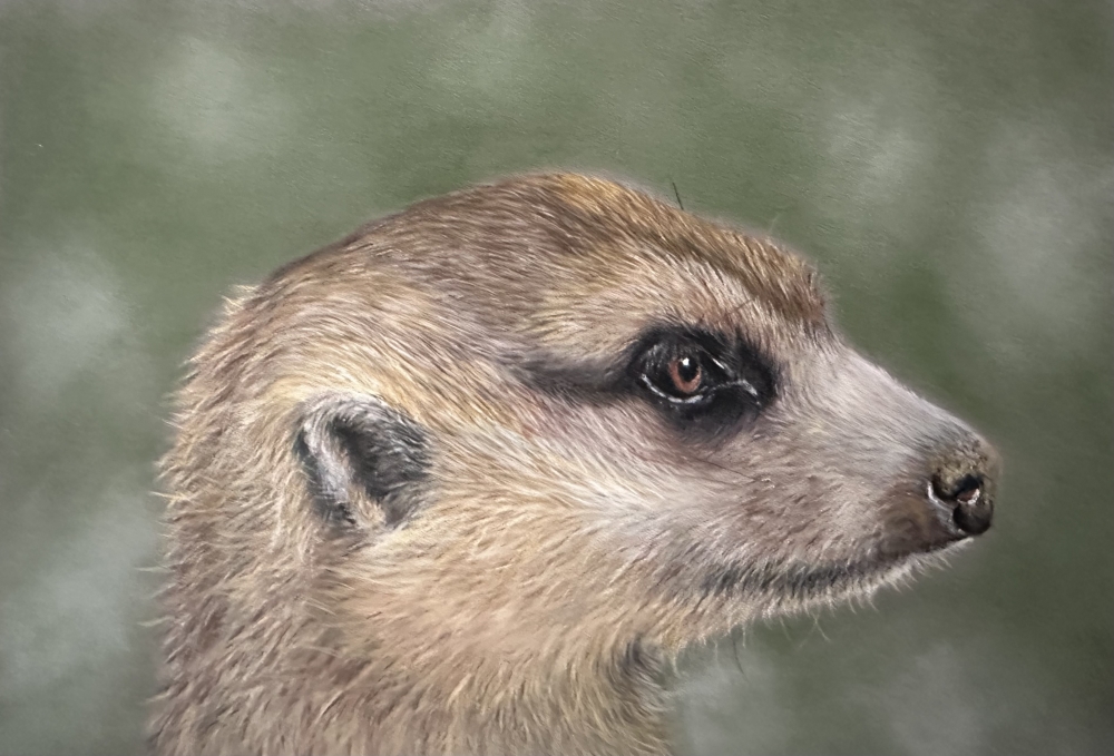 Meerkat