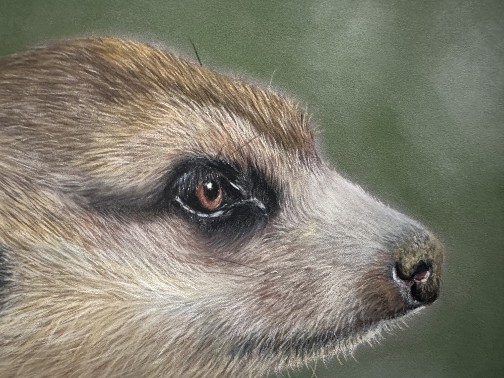 Meerkat