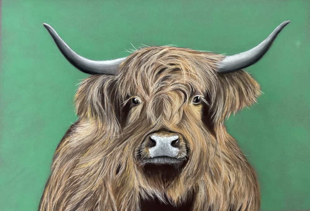 Highland cow