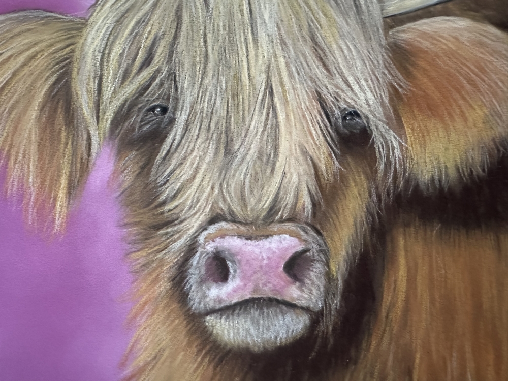 Highland cow