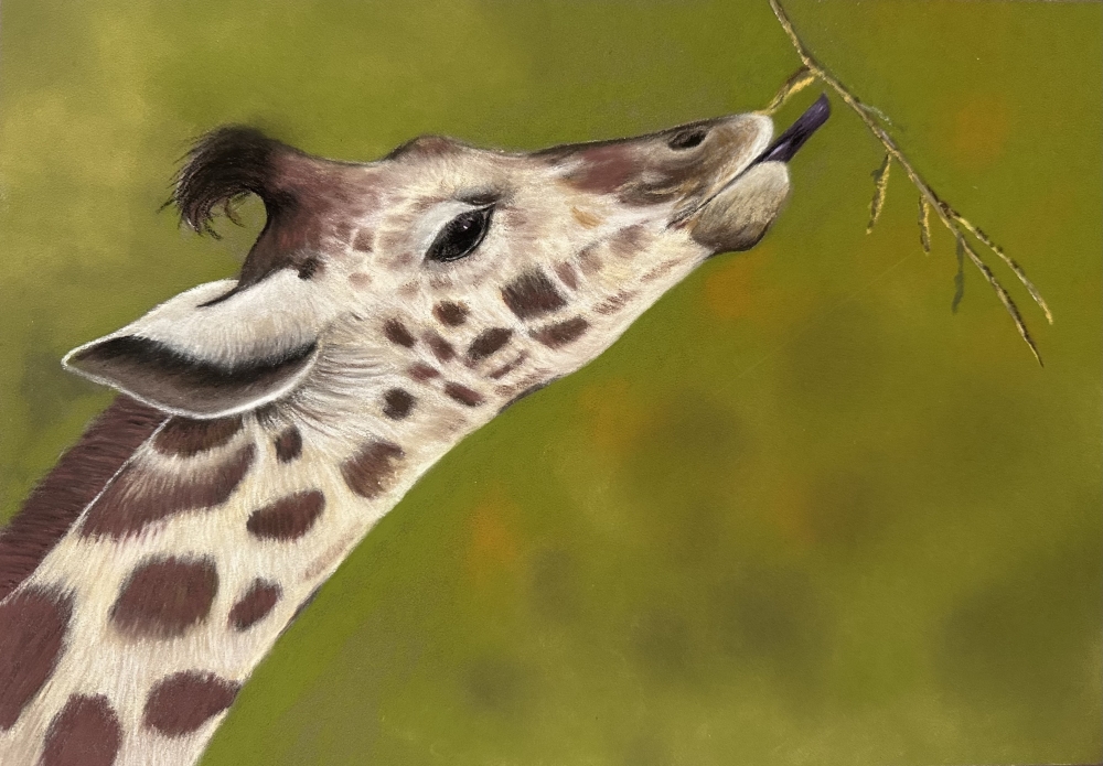 Giraffe 