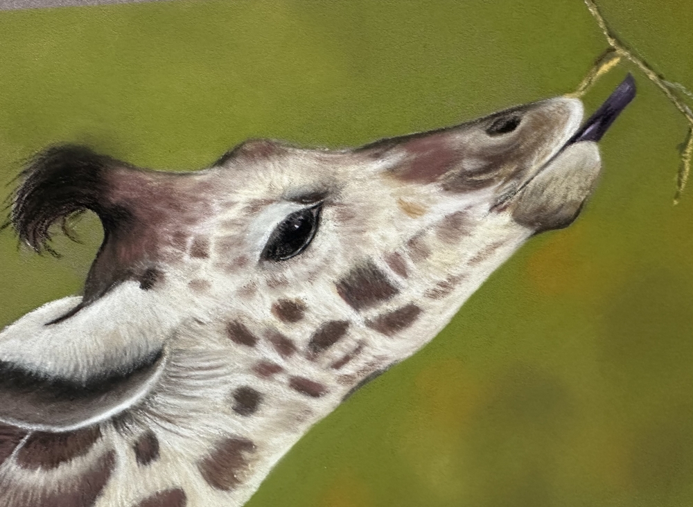 Giraffe 