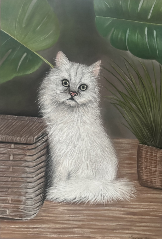 White kitten