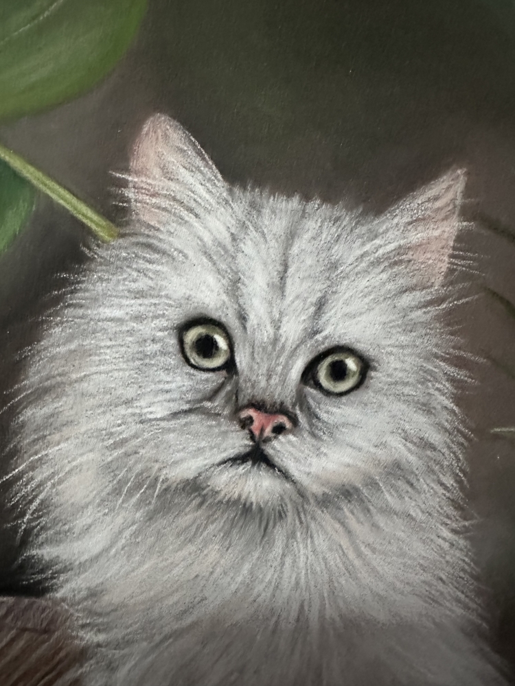 White kitten