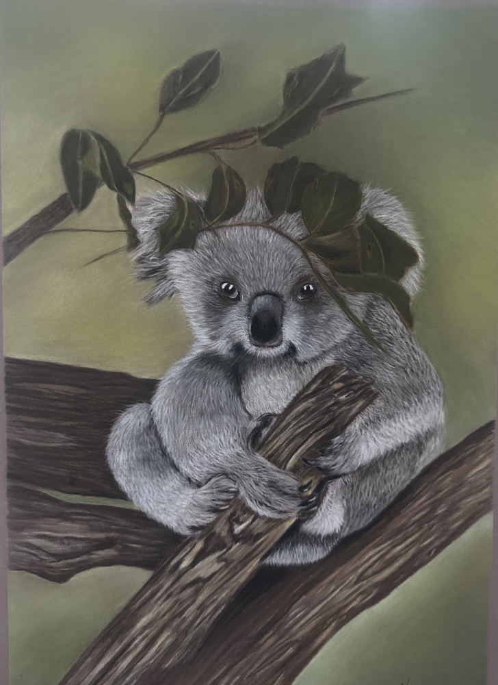 Koala