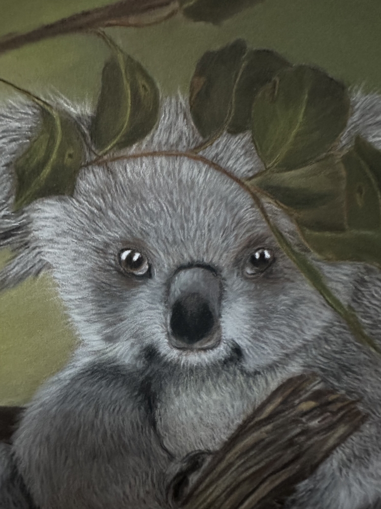 Koala