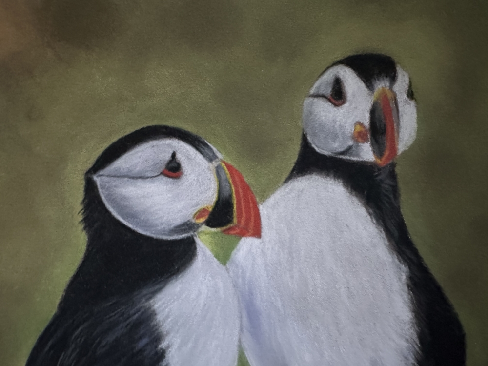Puffins