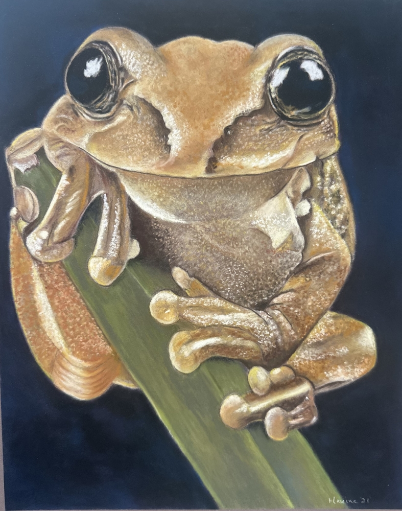 Tree frog