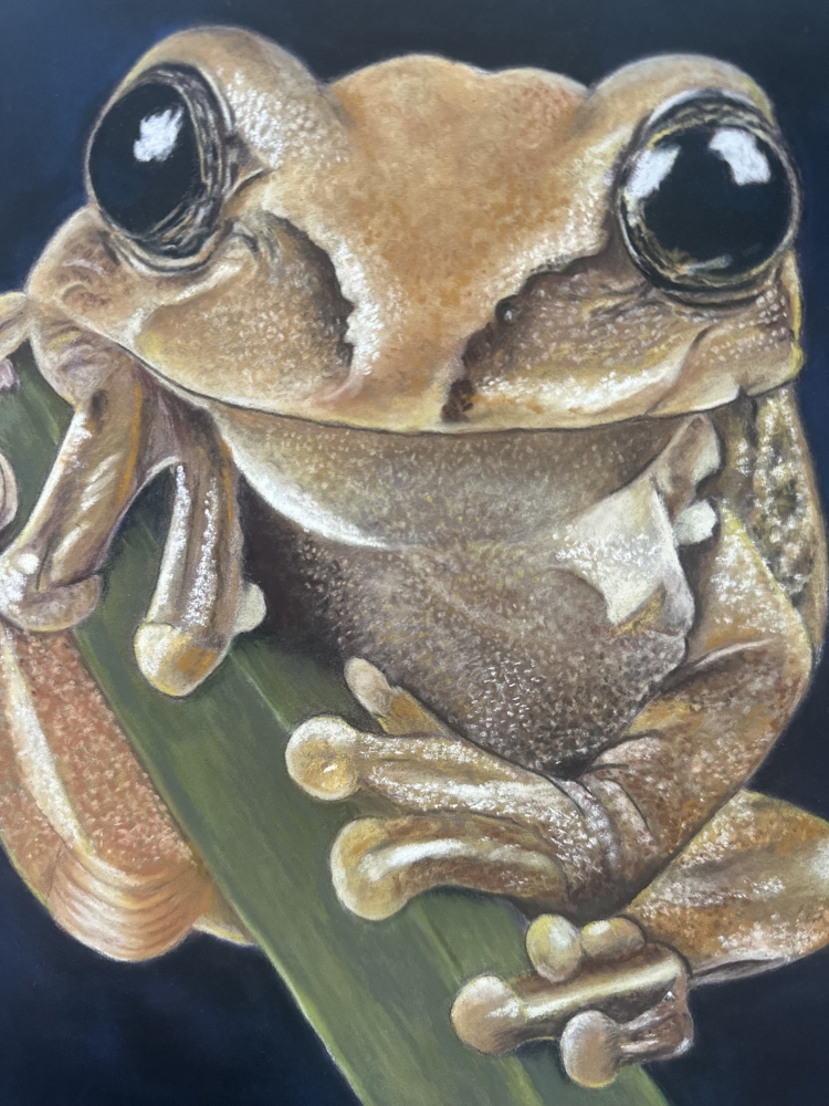 Tree frog