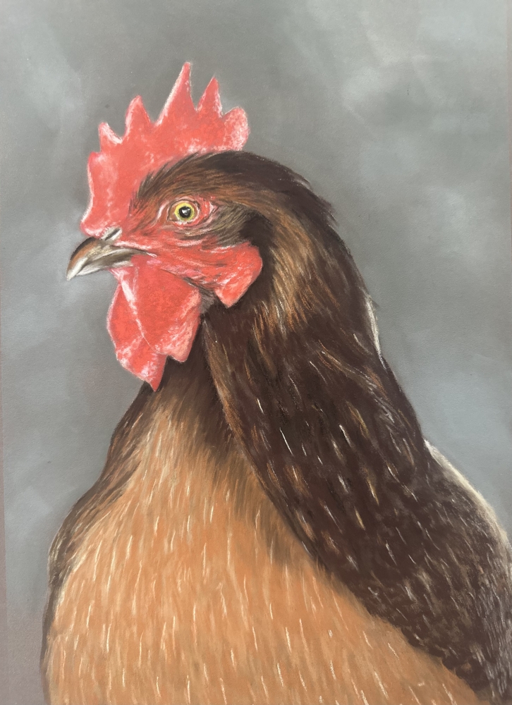 Chicken