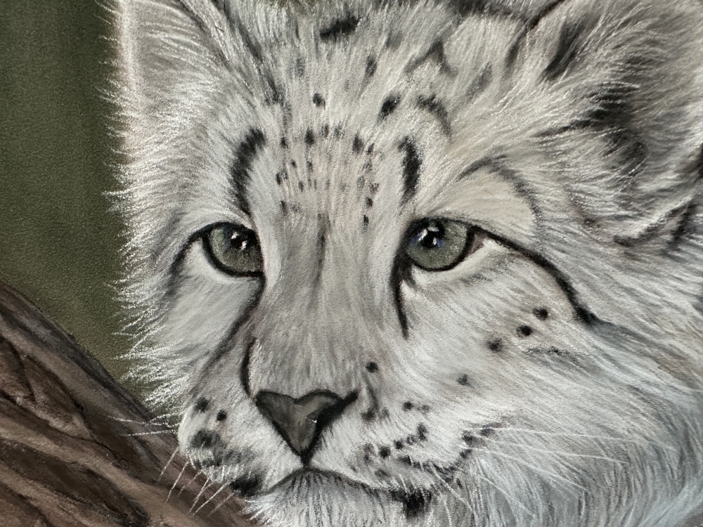 Snow leopard