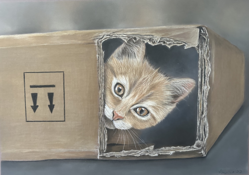 Cat in a box