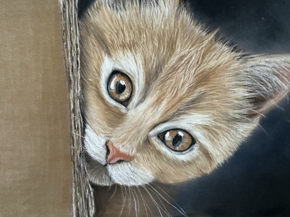 Cat in a box