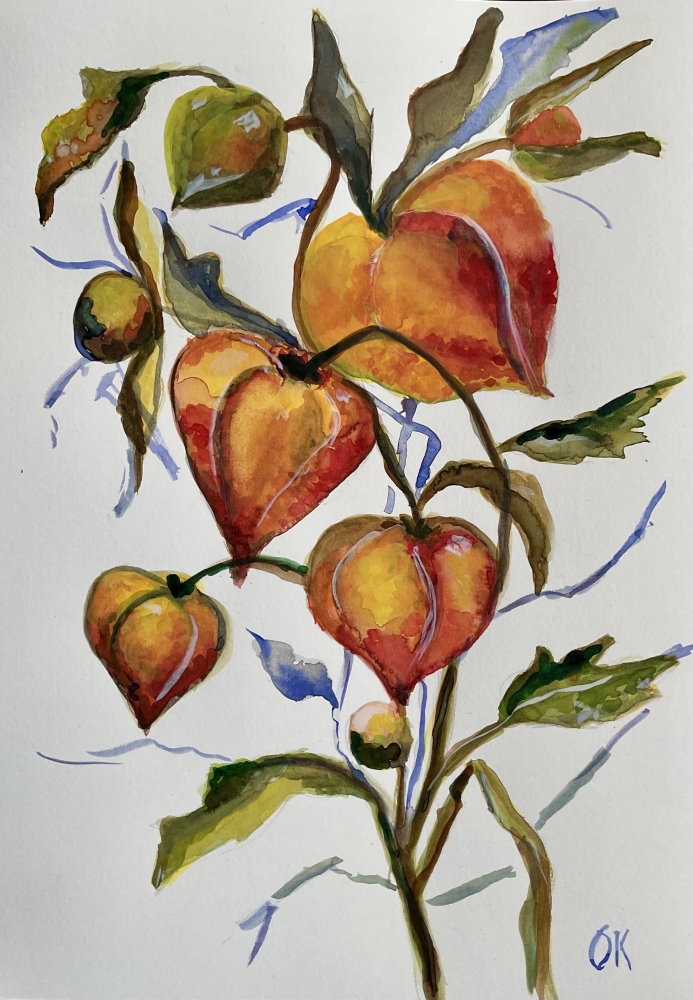 Cape gooseberry or Physalis peruviana