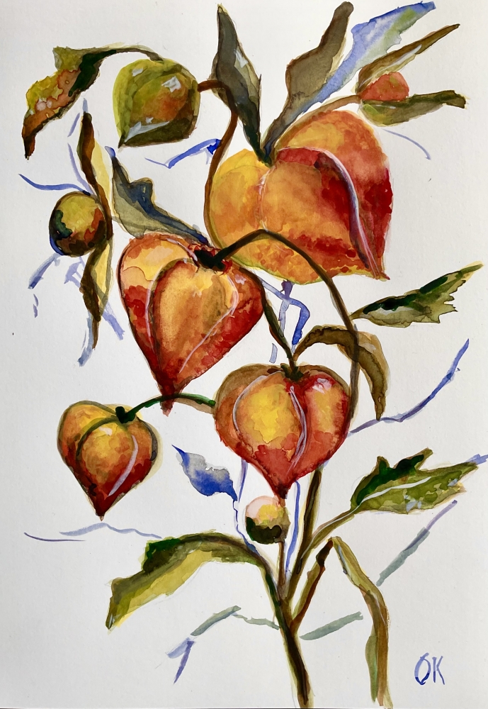 Cape gooseberry or Physalis peruviana