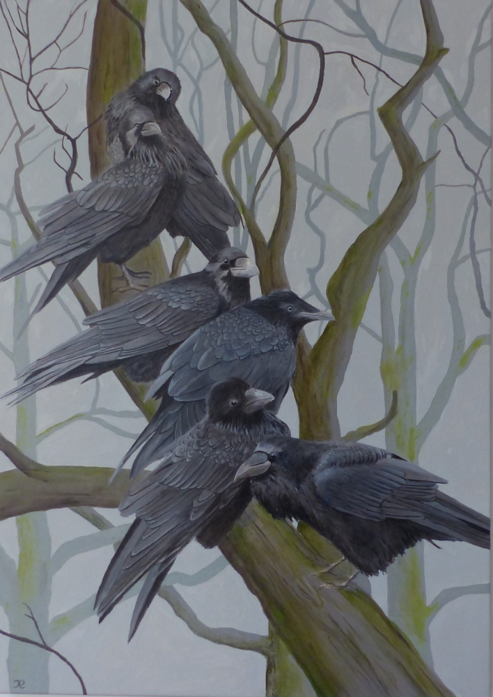 A family of Rooks (Corvus frugilegus)
