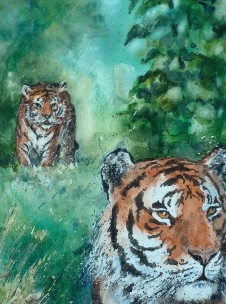Tiger spotted