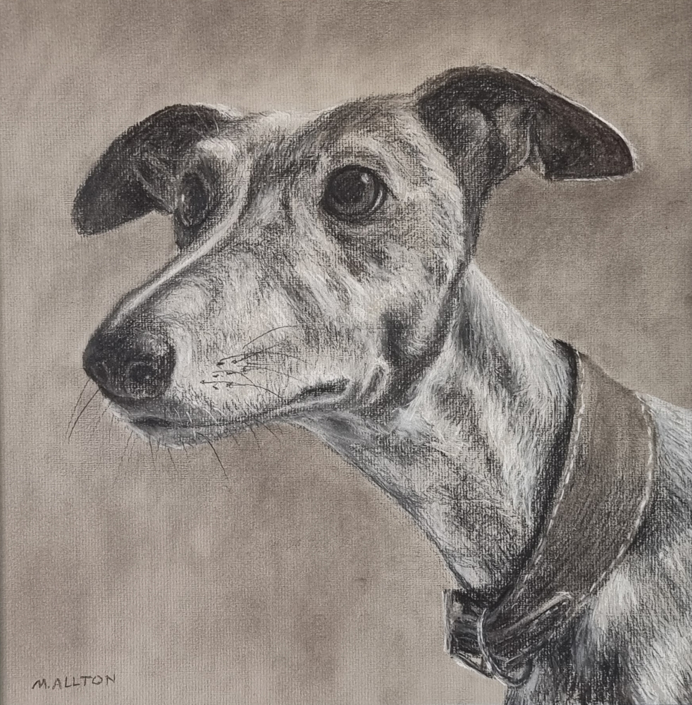 Whippet