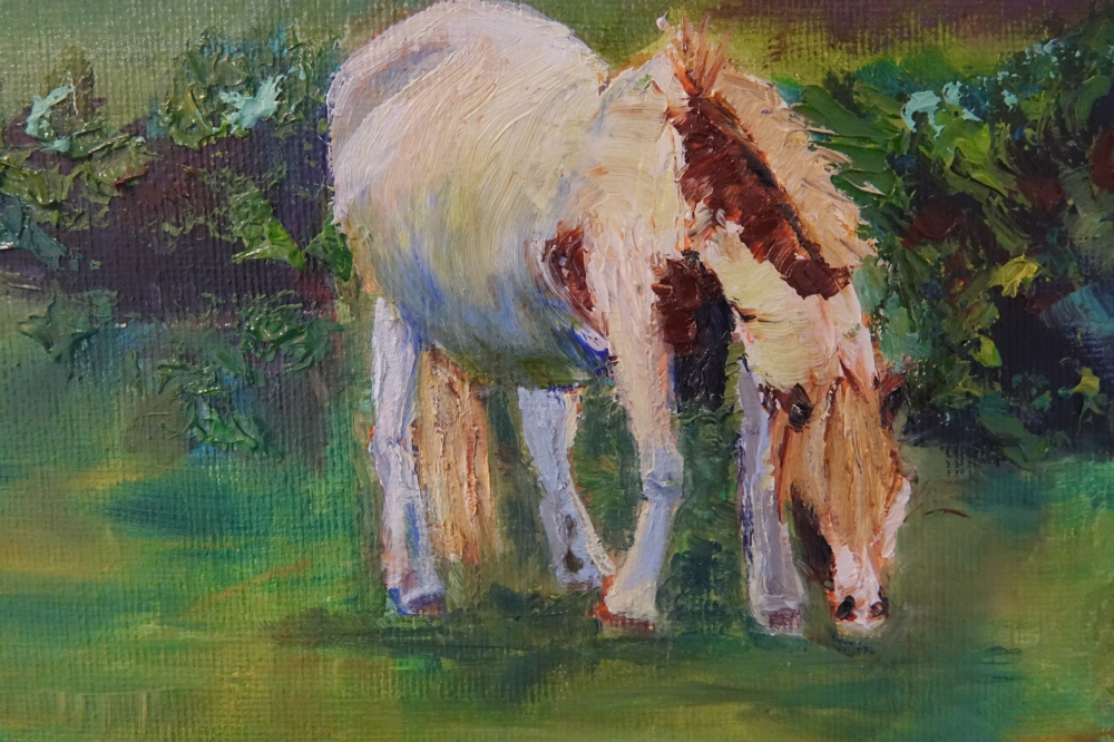 Wild Welsh Horses