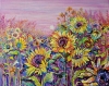 Sunflower Field in the Sunset Light