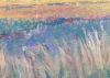 View of the Cornfield