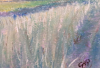 View of the Cornfield