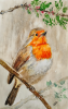 Robin on a holly branch 