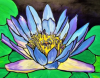 Blue Water Lily