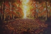 The Autumn Lights The way 