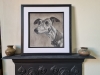 Whippet