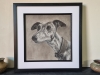 Whippet