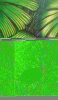 Rain forest 