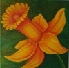 Daffodil 