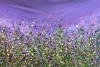 Amethyst Enchantment