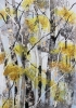 Silver Birch Trunks 1