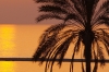 Palm Sunset, Cyprus