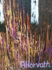Gold and Rose Forest Light
