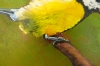 Great Tit with Peanut