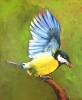 Great Tit with Peanut