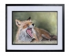 Yawning fox