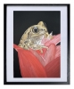 Frog in tulips