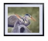 Herons