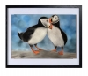 Puffins
