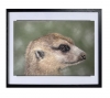 Meerkat
