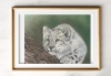 Snow leopard