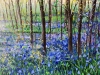 Bluebell Wandering 