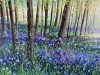 Bluebell Wandering 